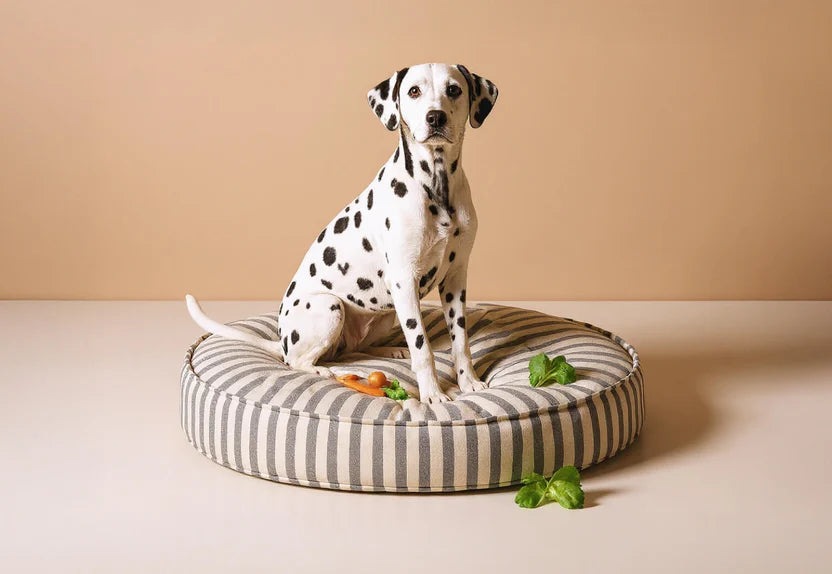 Pet grooming lifestyle image