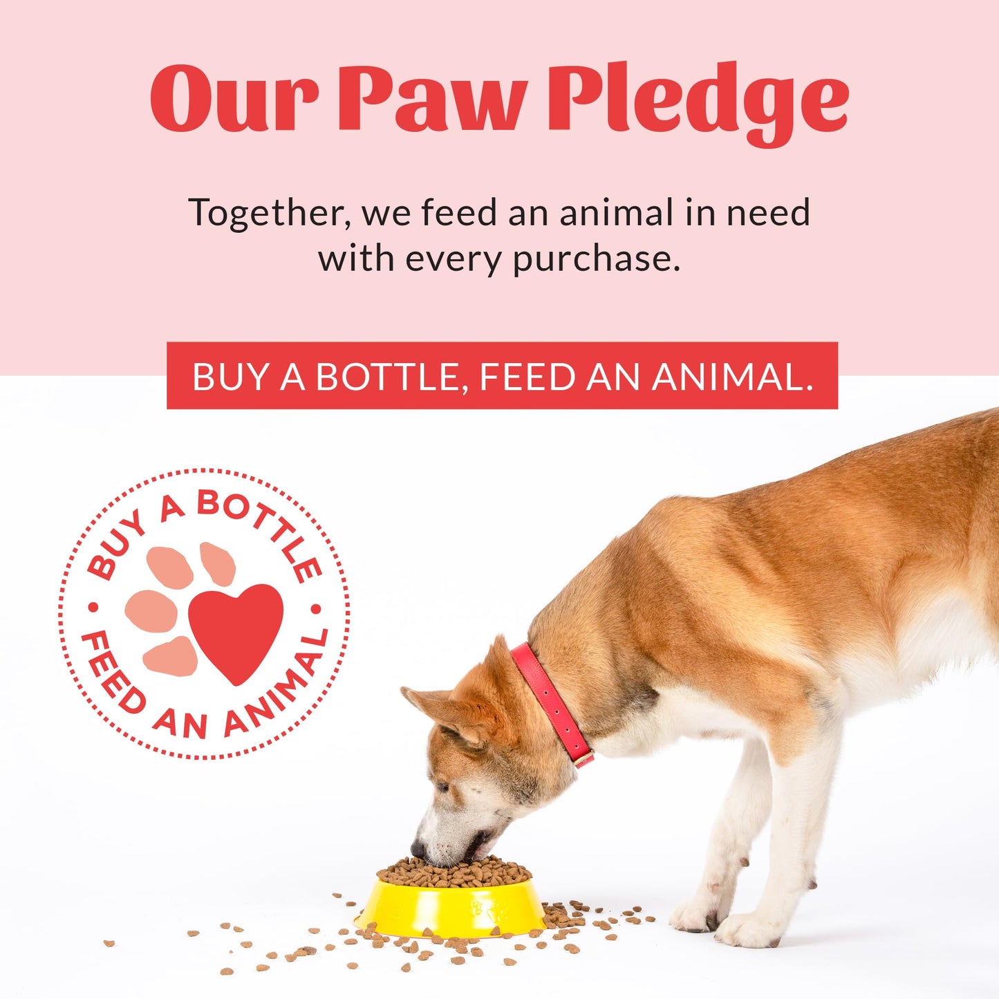 Prebiotic Paw & Nose Balm – Natural Skin Care