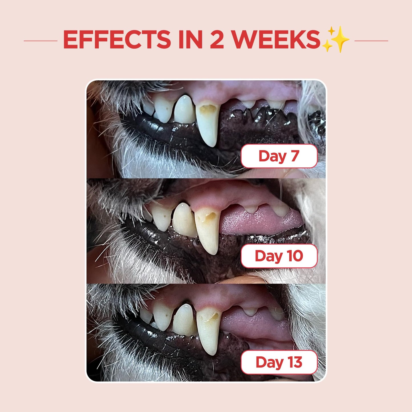 Pet Dental Care Brush – Dog & Cat Toothbrush