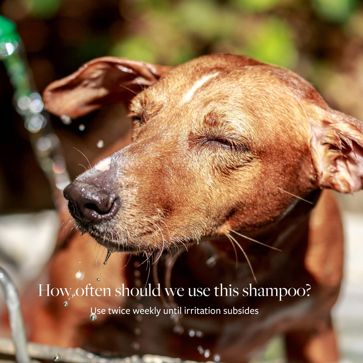 Antiseptic & Antifungal Pet Shampoo